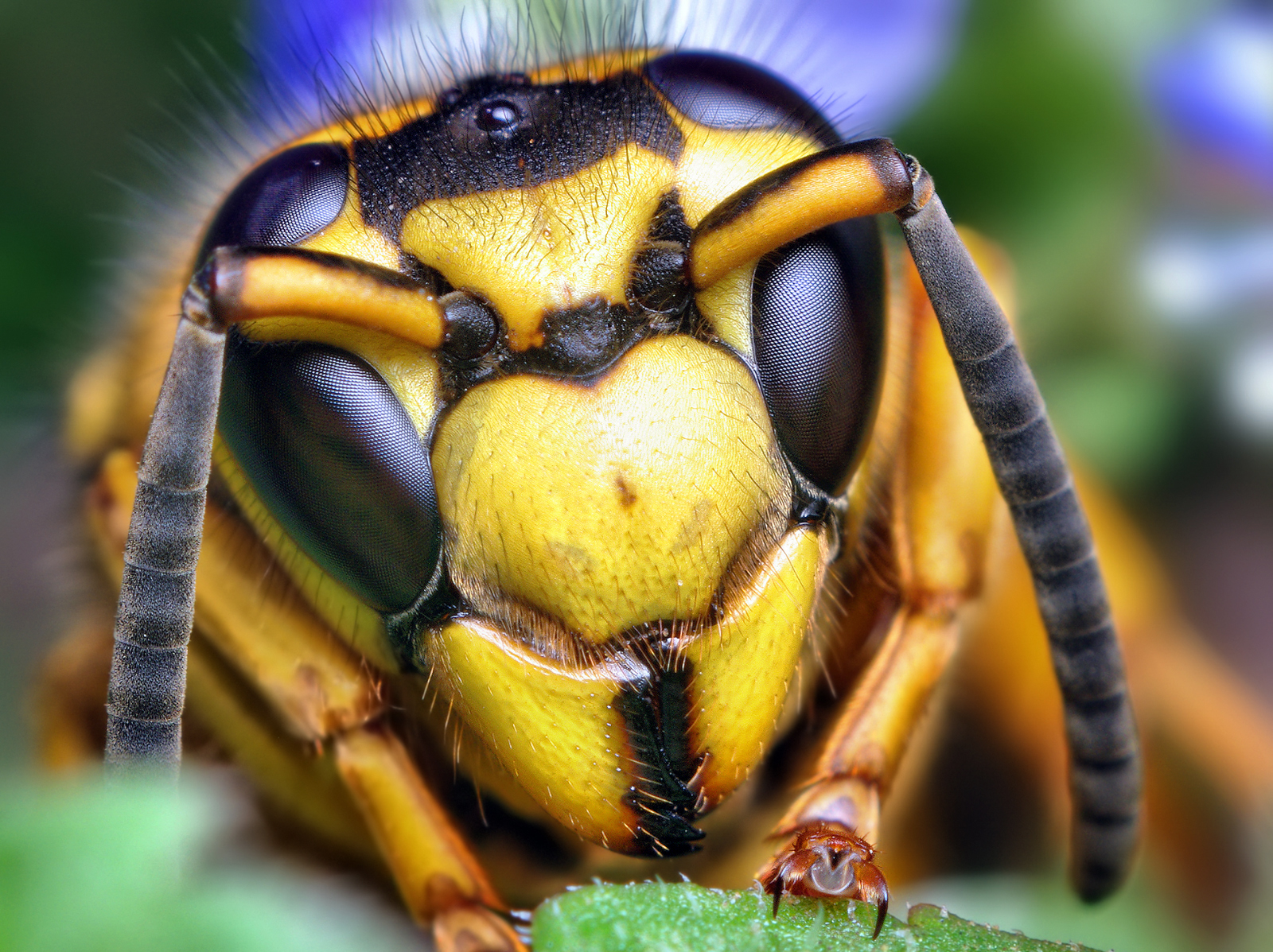 Wasp Warning!